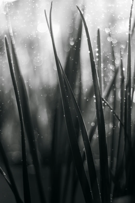 black and white pograph of long grass with drops of rain on the outside