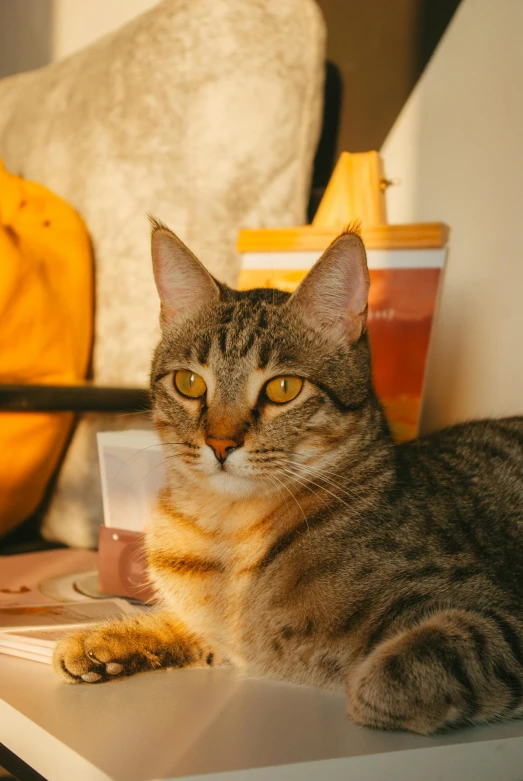 a cat sitting on a table next to a computer