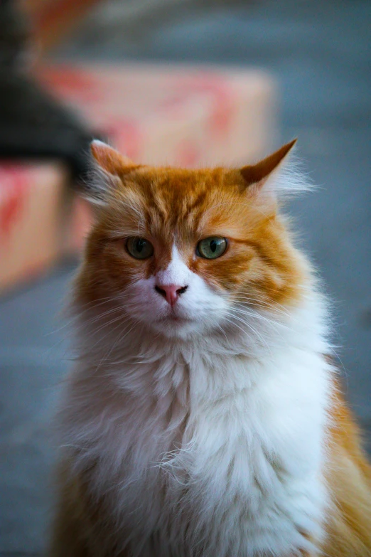 orange and white cat sits down with an unhappy look