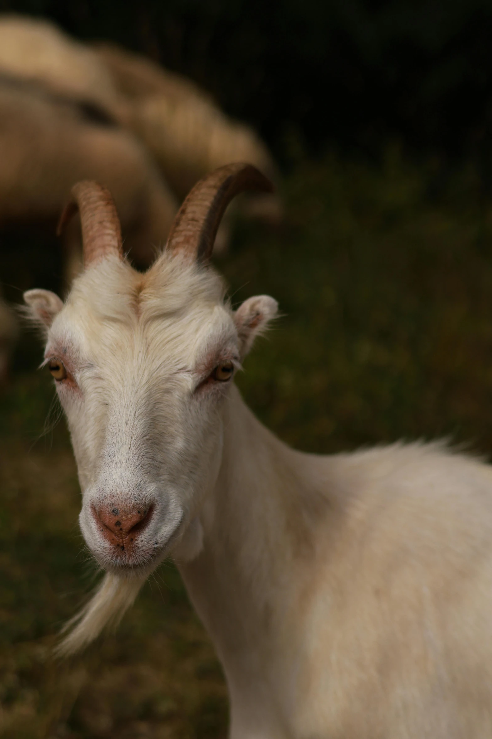 an adult goat with long horns in a field