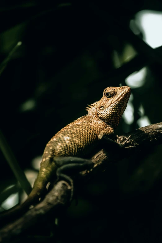 the lizard sits on top of the tree nch