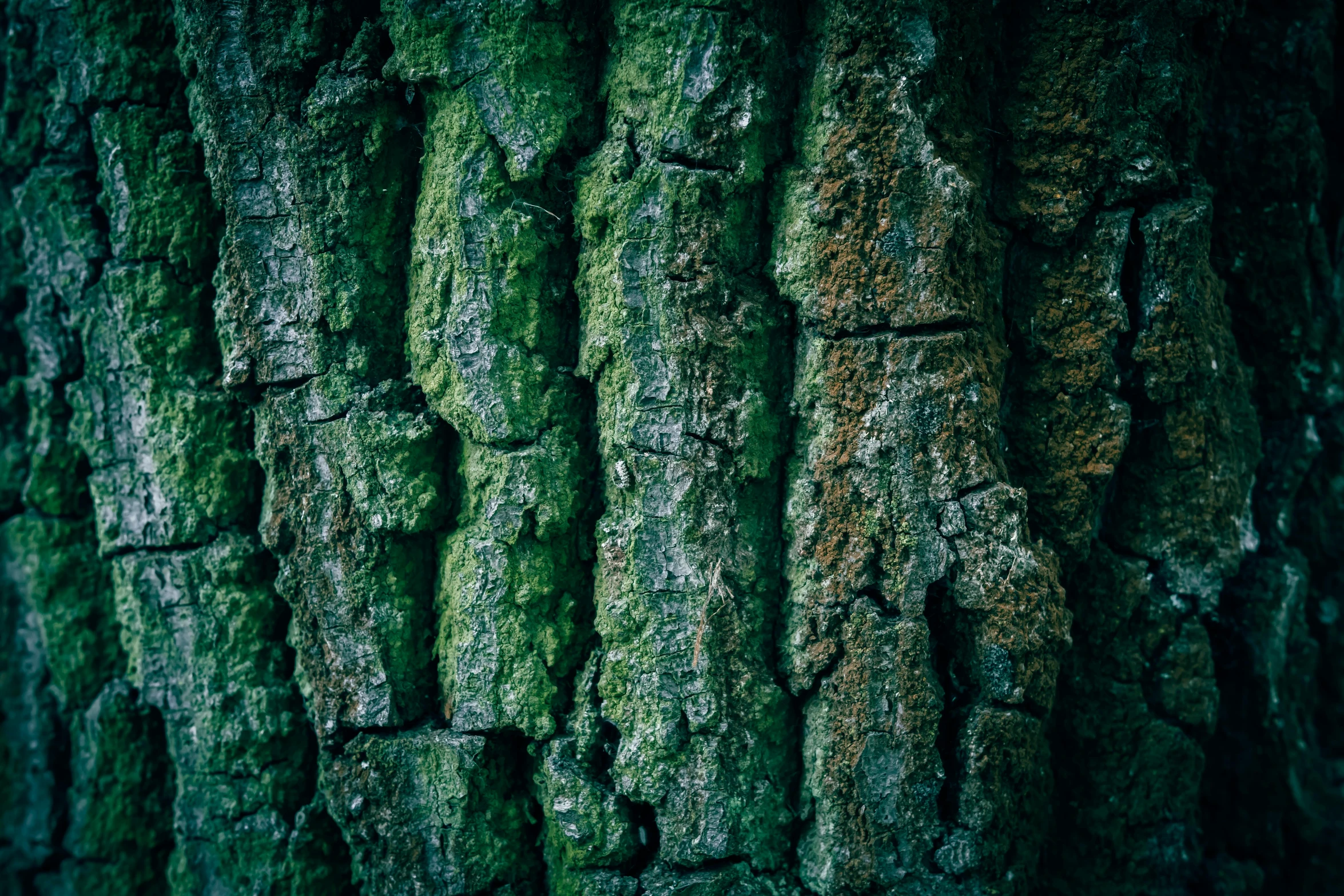 a green tree bark with some moss on it