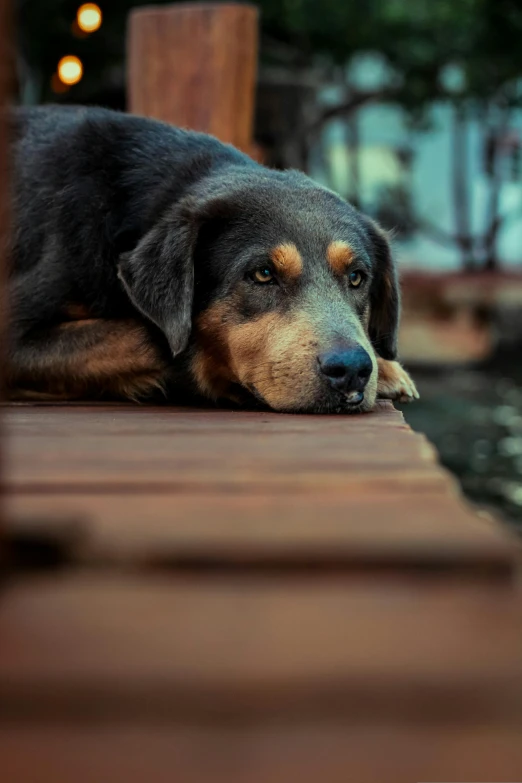 a dog laying on the ground outside in front of a water fountain