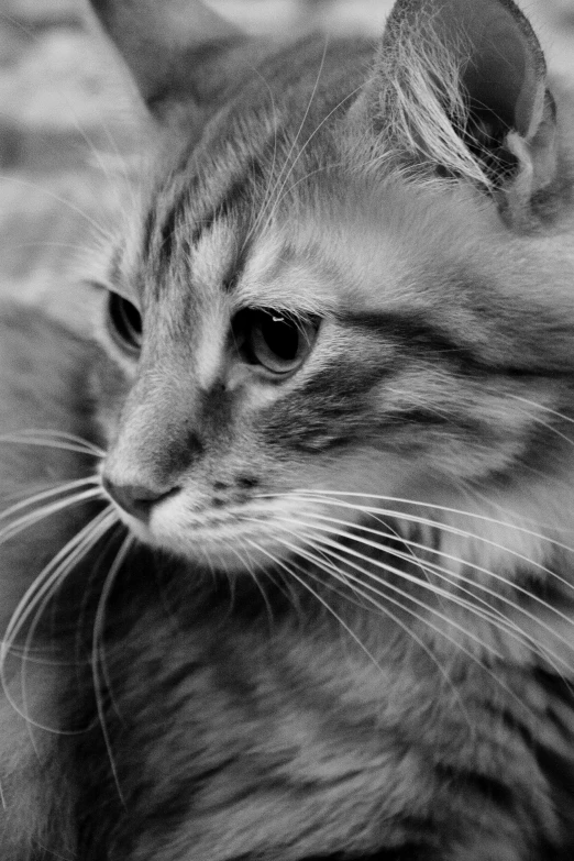 a close up of a cat with one eye and another eye opened