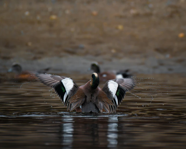 a duck flapping it's wings into the water