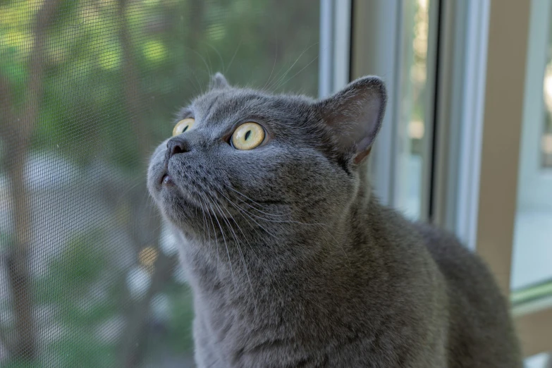 a gray cat looks up outside of a screen