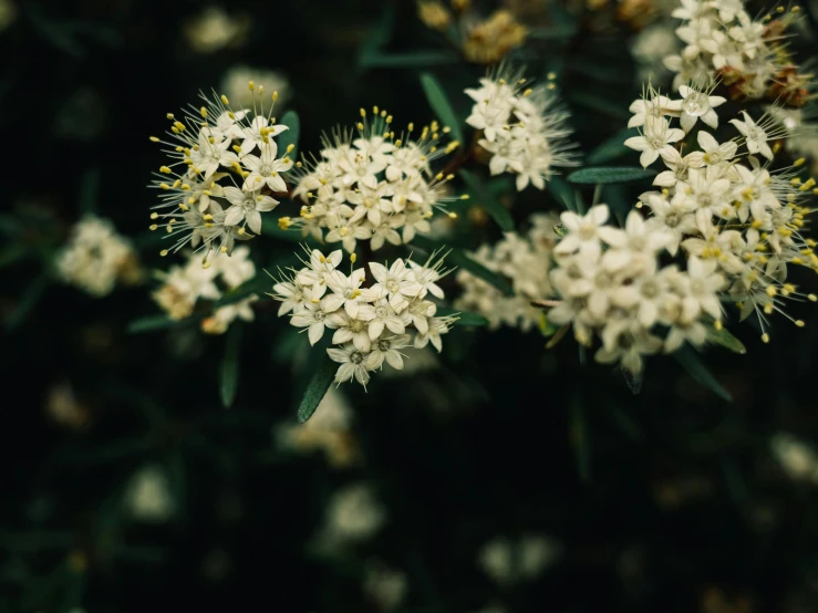 a nch with white flowers on it