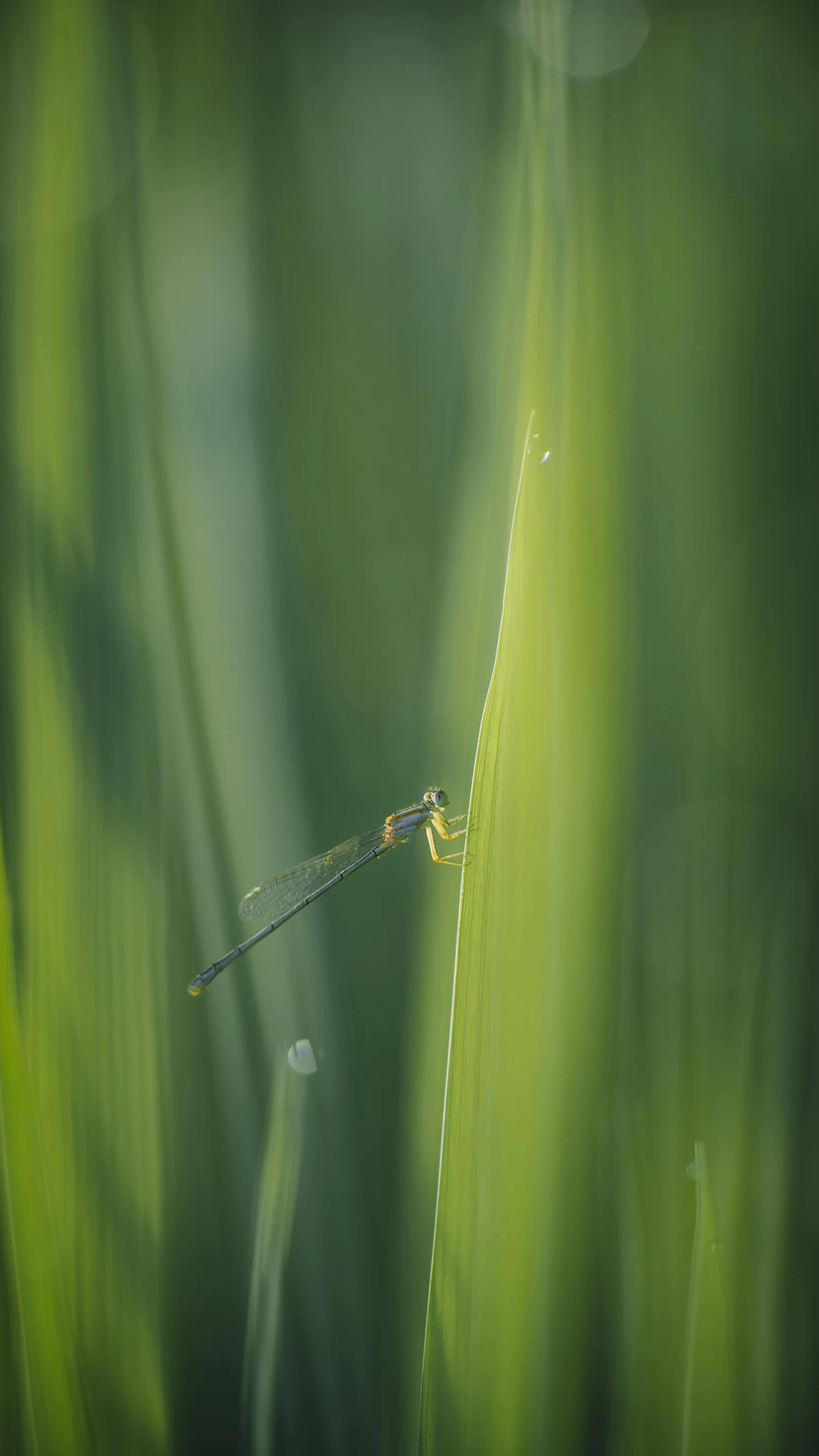 a long - legged grasshopper rests on a blade of grass