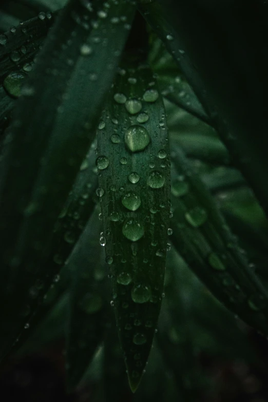 a close up of water drops on the surface of leaves