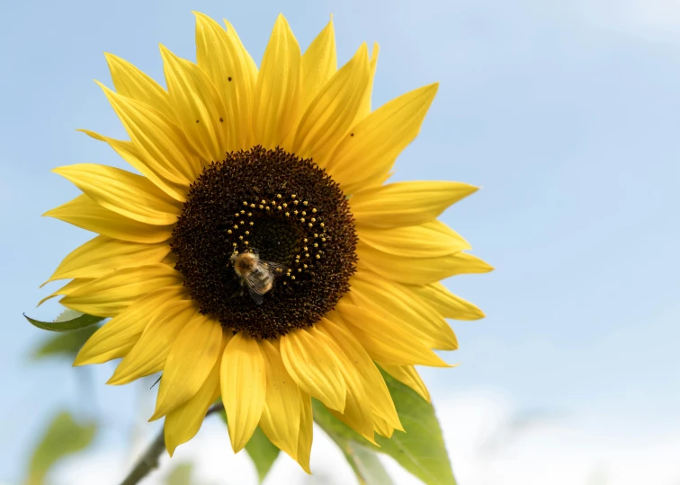 the sunflower has yellow petals, and a bee is on top