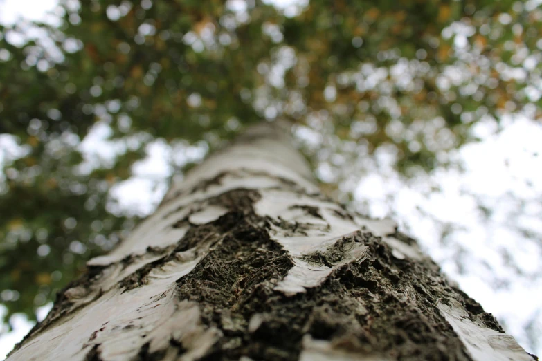 looking up at the bark on the trunk of a tree