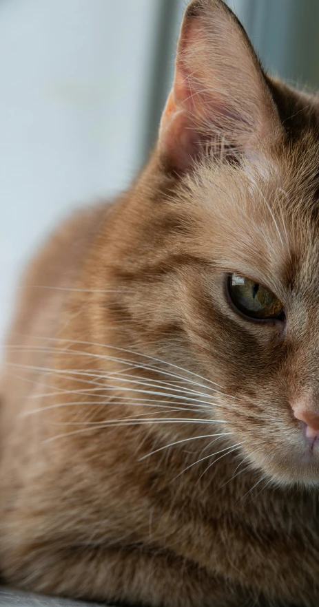 a close up of a cat laying on the ground