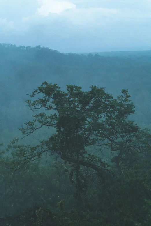 a very large tree on a mountain with mountains in the background