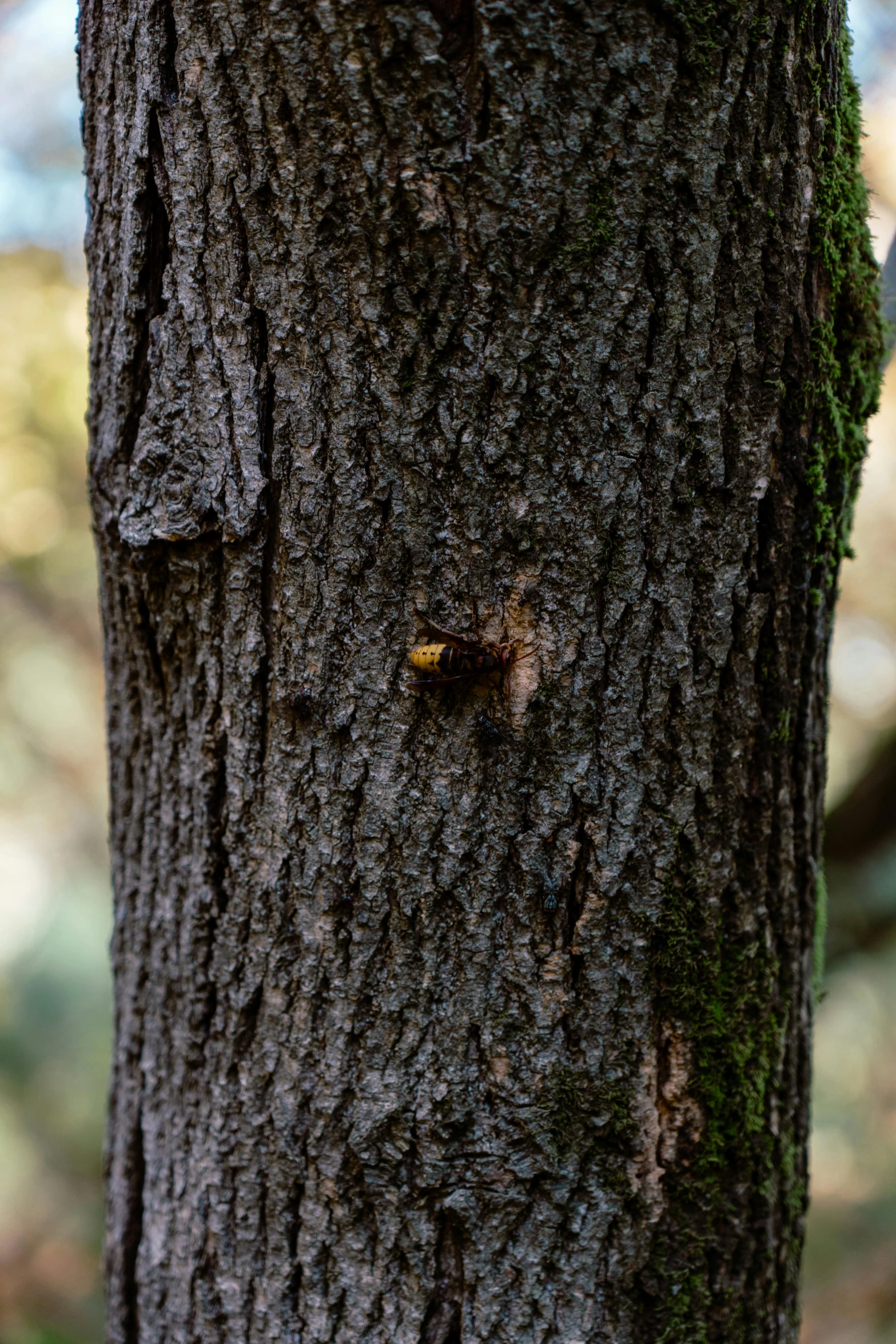 the trunk of the tree has been covered with a piece of moss