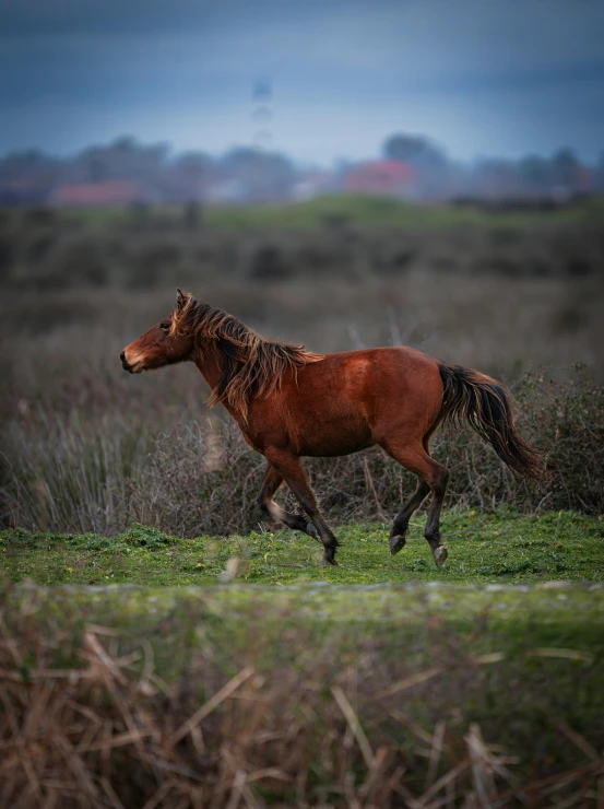 an alert horse is walking in the field