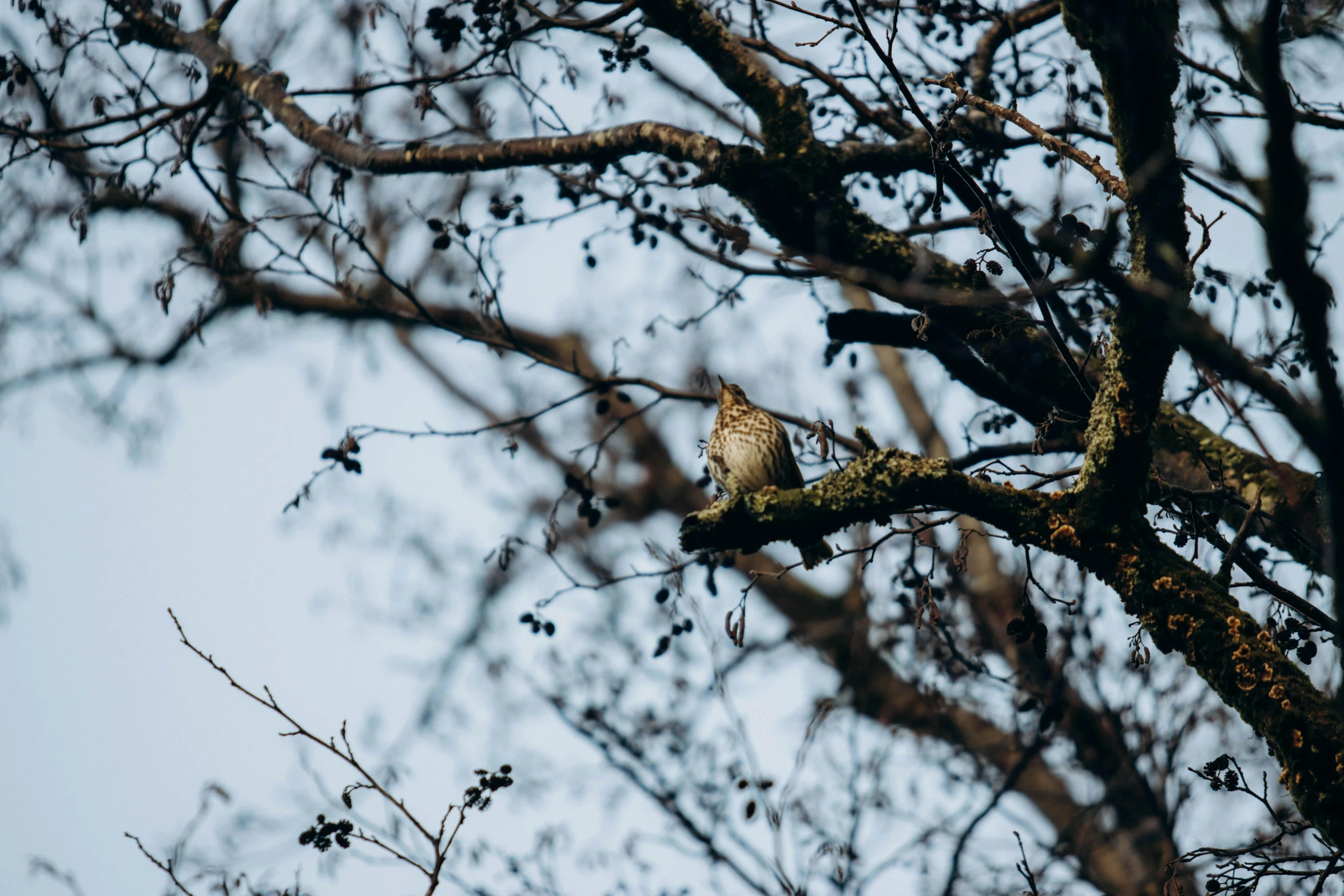 there is a brown bird sitting in a tree