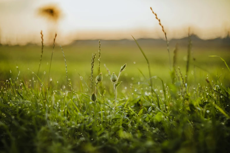 the grass has been blowing in the wind