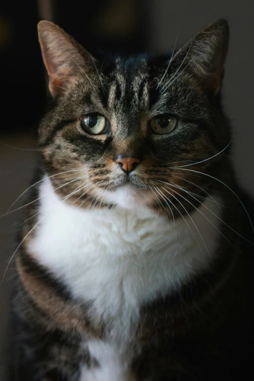 a close up of a cat on a dark background