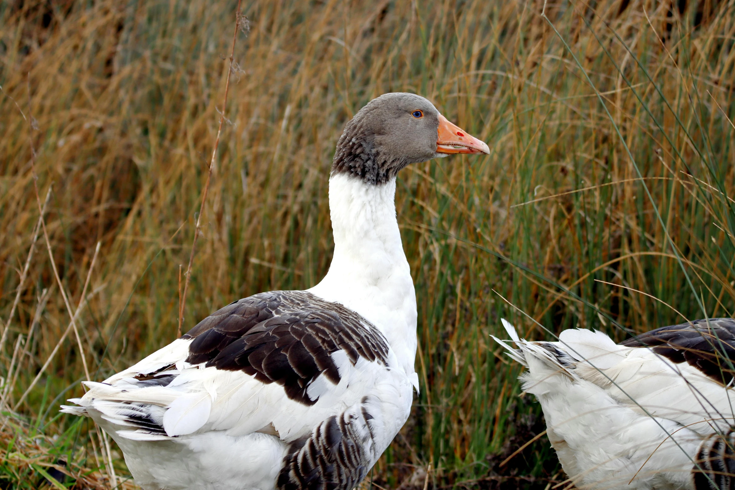 two ducks are standing in tall grass near each other