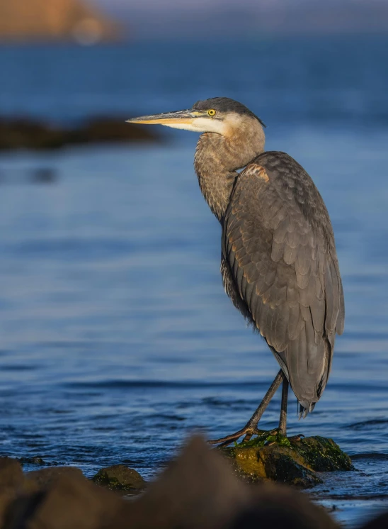 a bird with its head on the water standing on some rocks