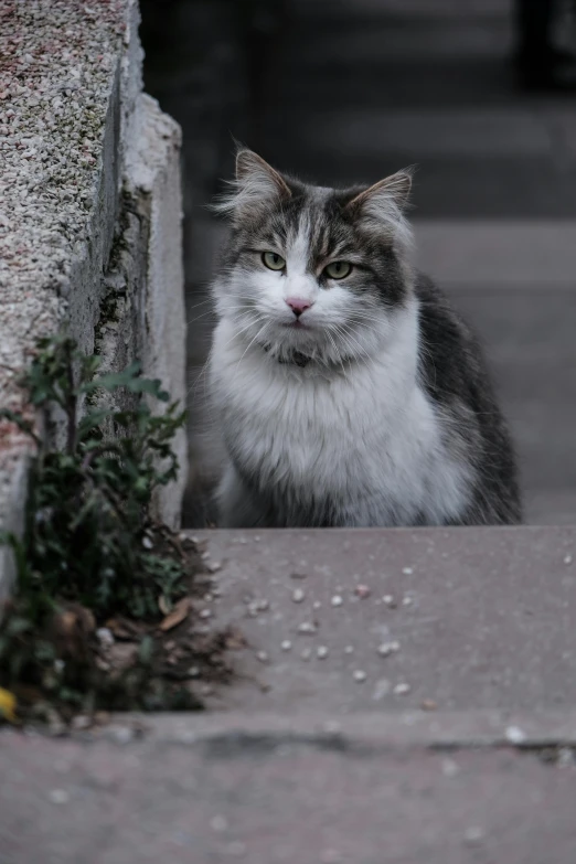 cat sitting next to cement wall with green plant growing outside