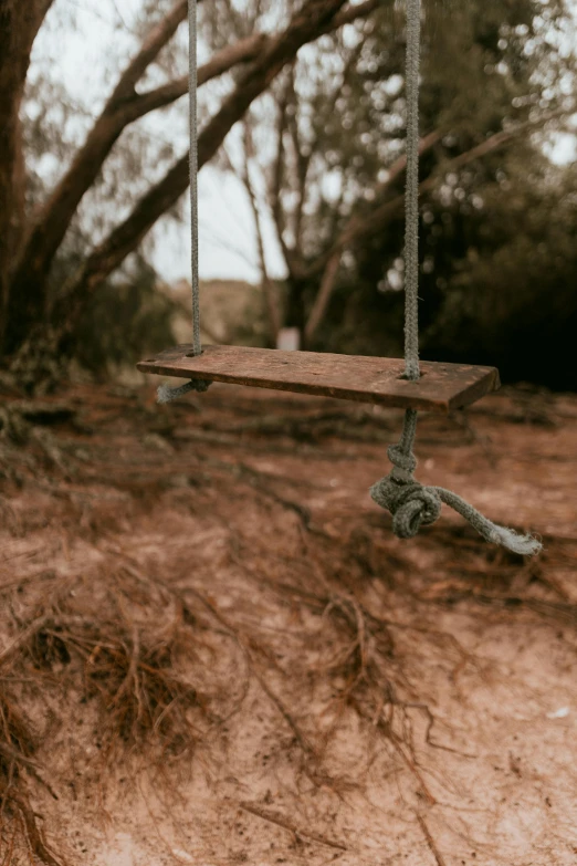 a swing hanging from a tree with no leaves