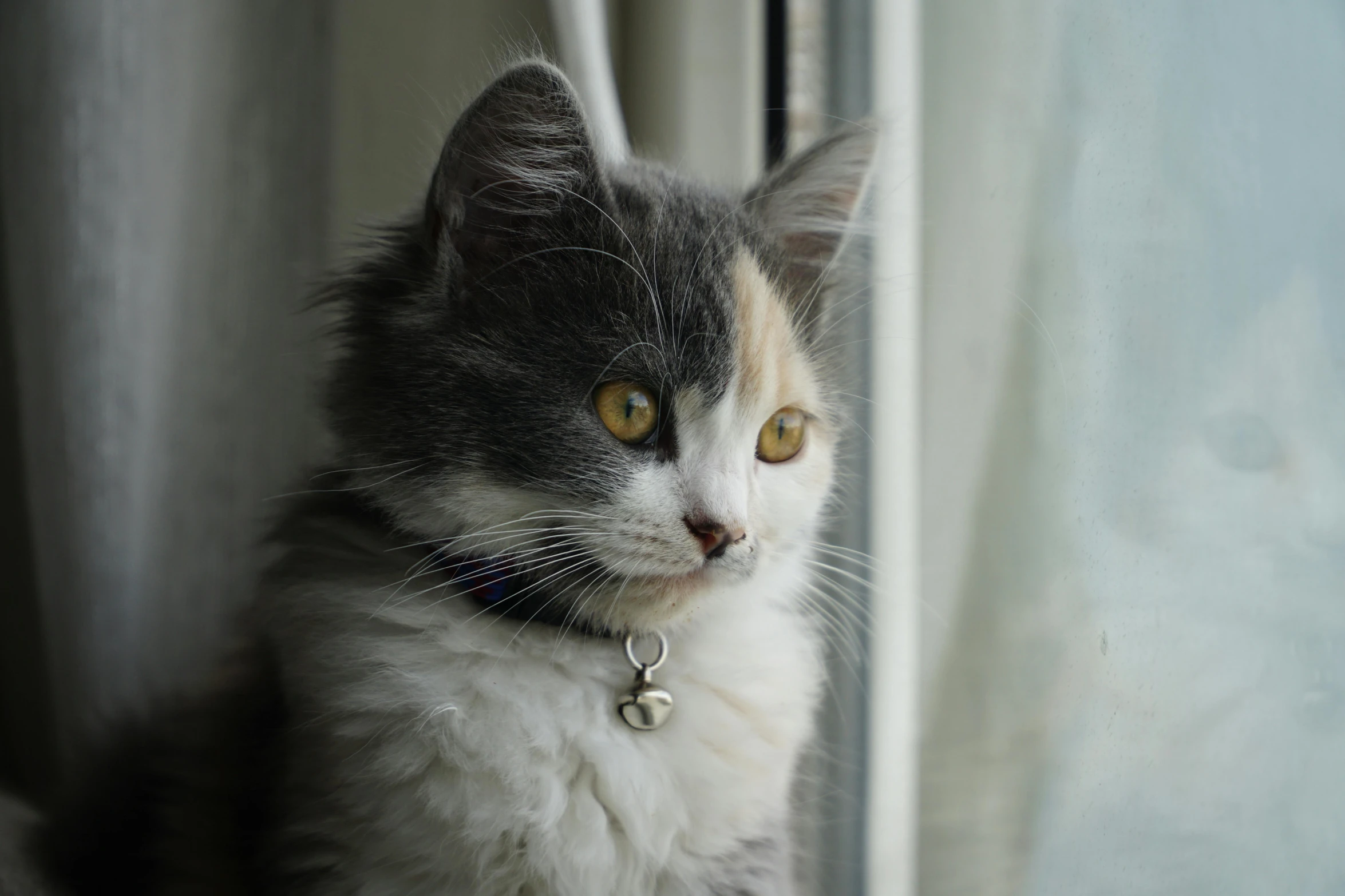 a white cat with brown and grey eyes stares from a window