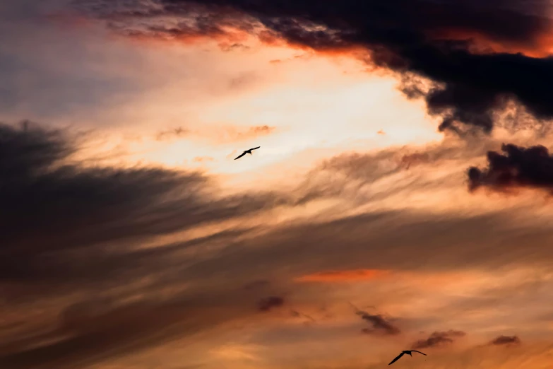 a po taken from ground looking up at two birds flying in the clouds