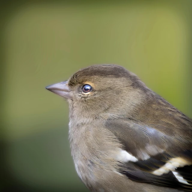 there is a little bird that has it's wings out