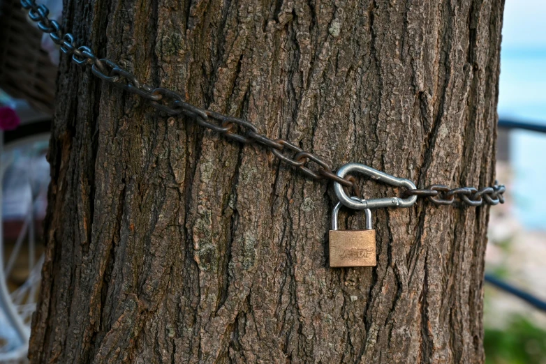 a lock is wrapped around a chain attached to a tree