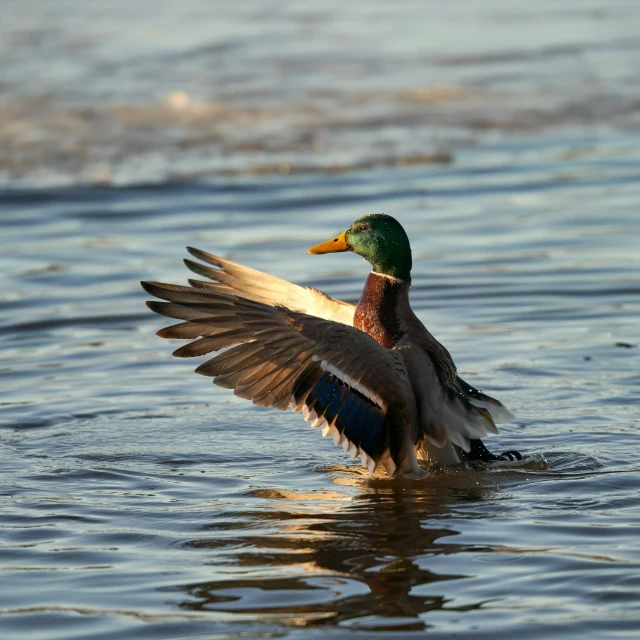 a duck flaps his wings on the water