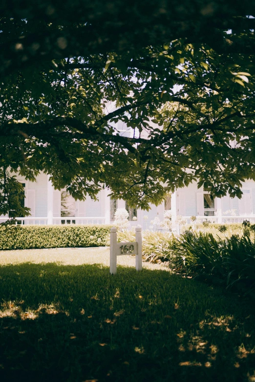 the view through the nches of trees at a white building