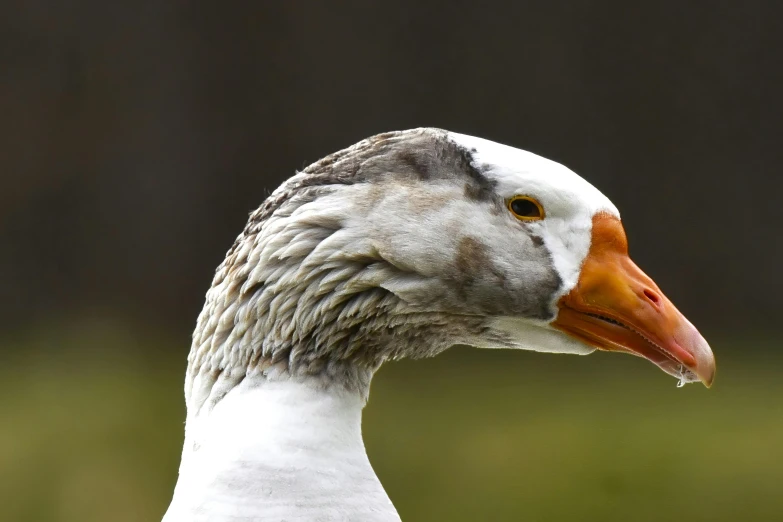 a duck with the mouth open with water droplets