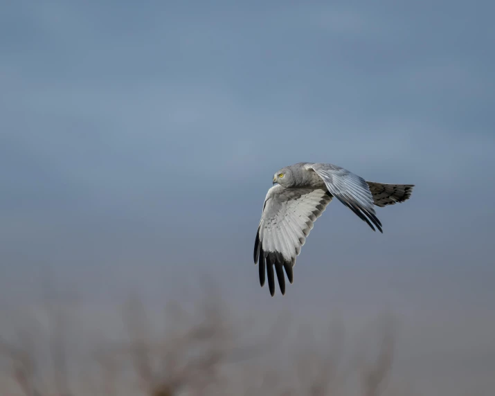 a large bird is flying in the sky