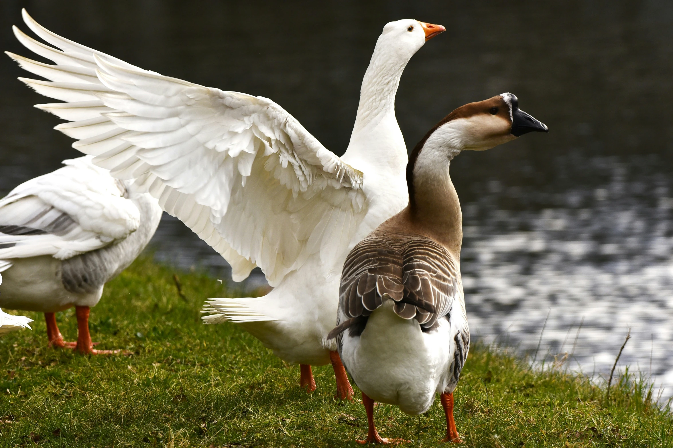 three geese that are standing in the grass