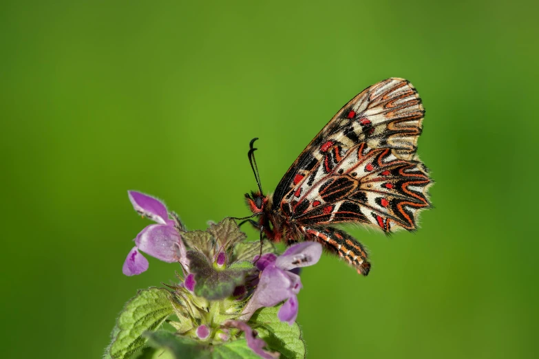 a erfly is sitting on top of a small plant