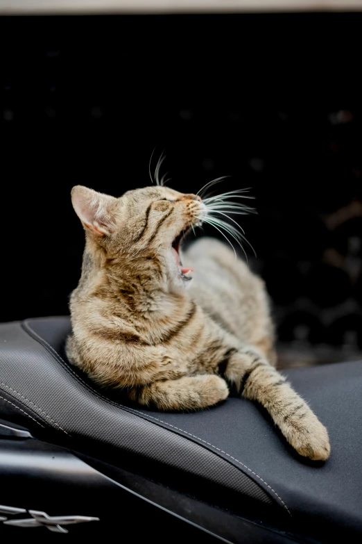 a cat sitting on top of a black leather surface