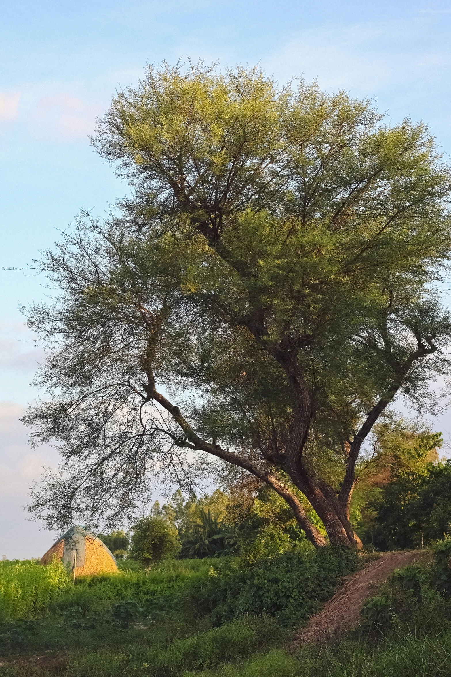 an empty horse walking up a path near a tree