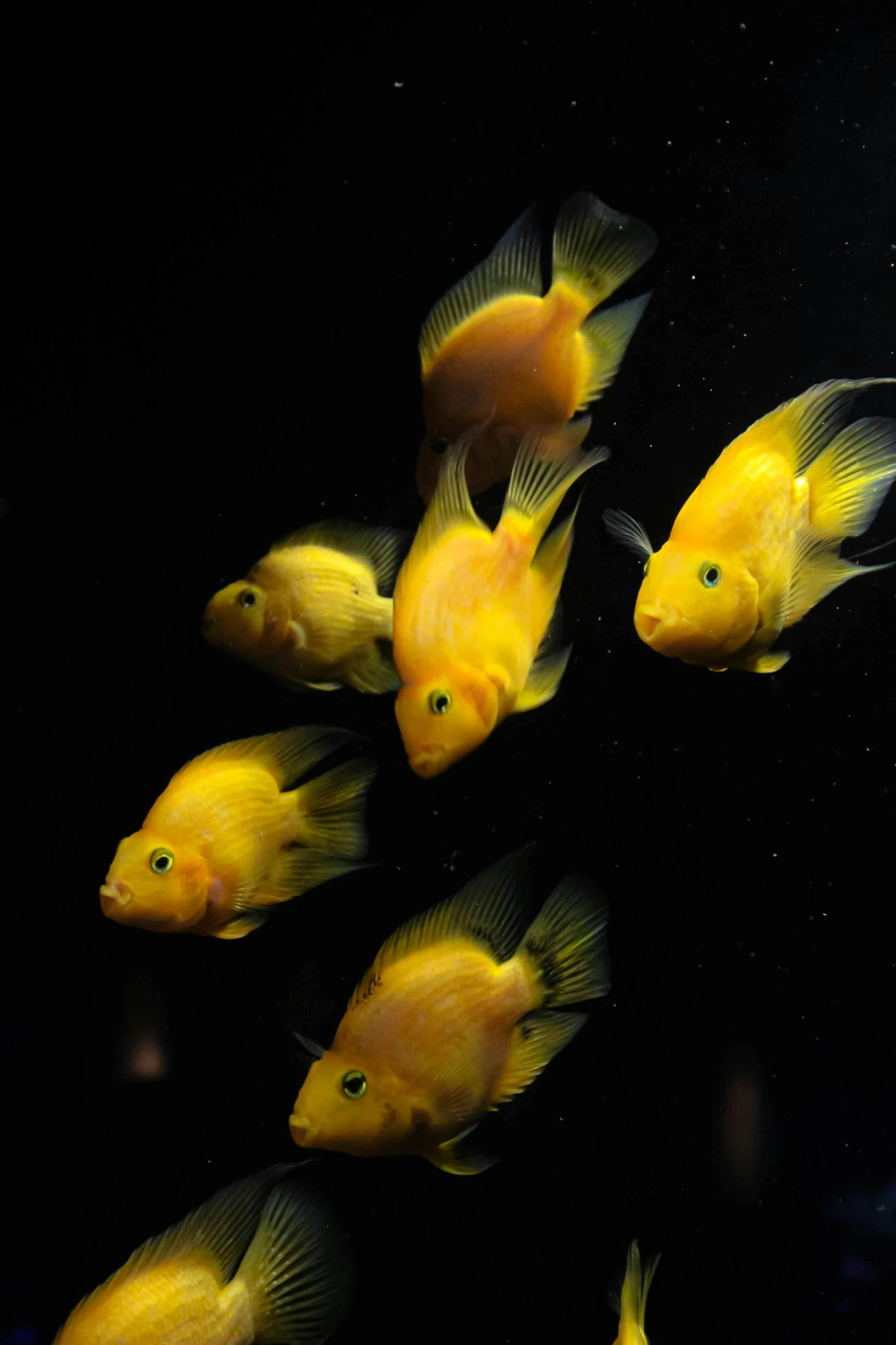 a bunch of small yellow fish in the water