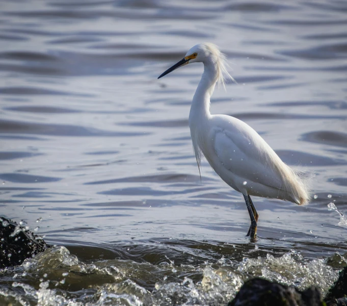 a white bird wading in the water near a shoreline