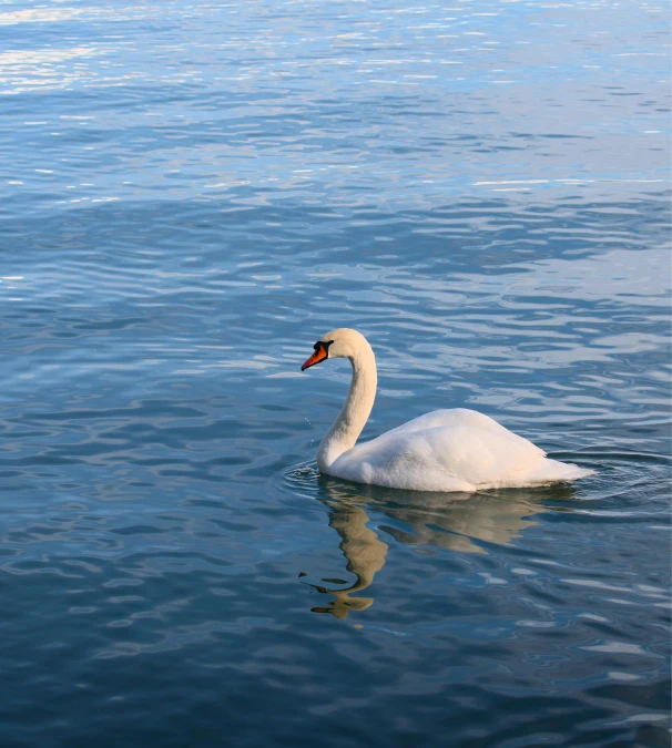 a swan floating on top of a lake next to grass