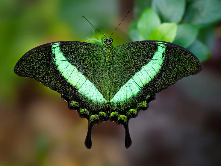 the underside of a erfly with an interesting wing pattern