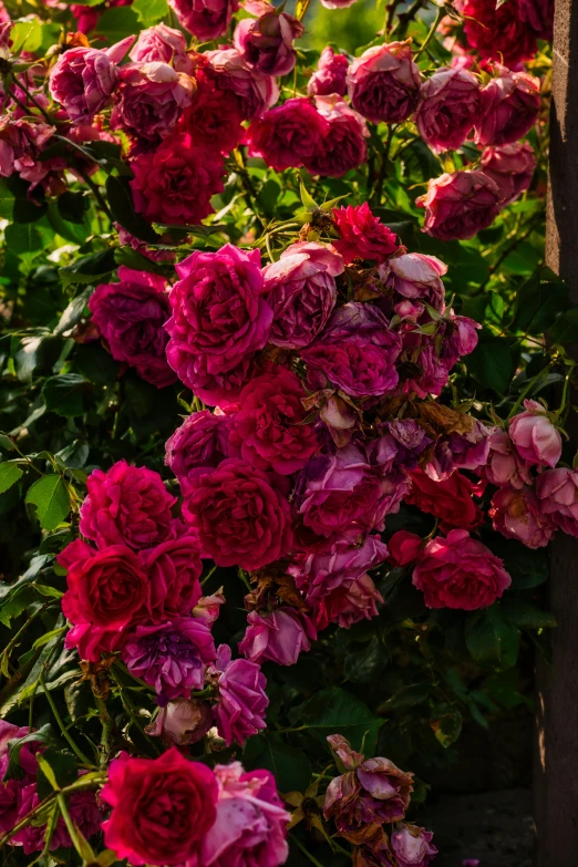 many different types of pink flowers in the garden