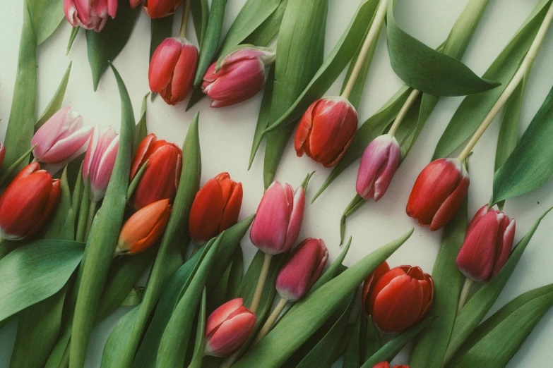 many pink and red tulips on a white surface