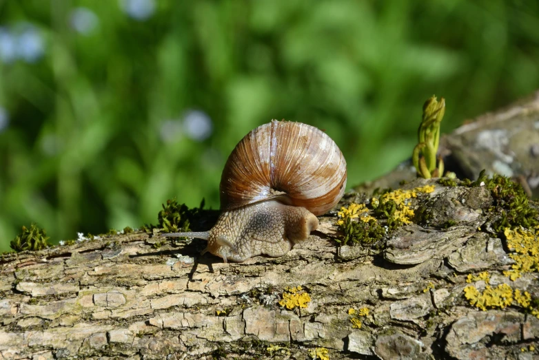 a snail is crawling on top of a tree trunk