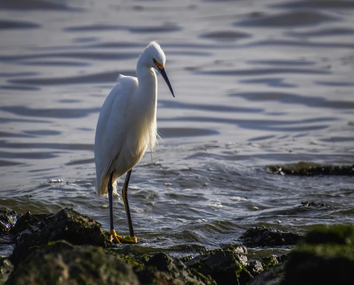 a large white bird is standing in the water