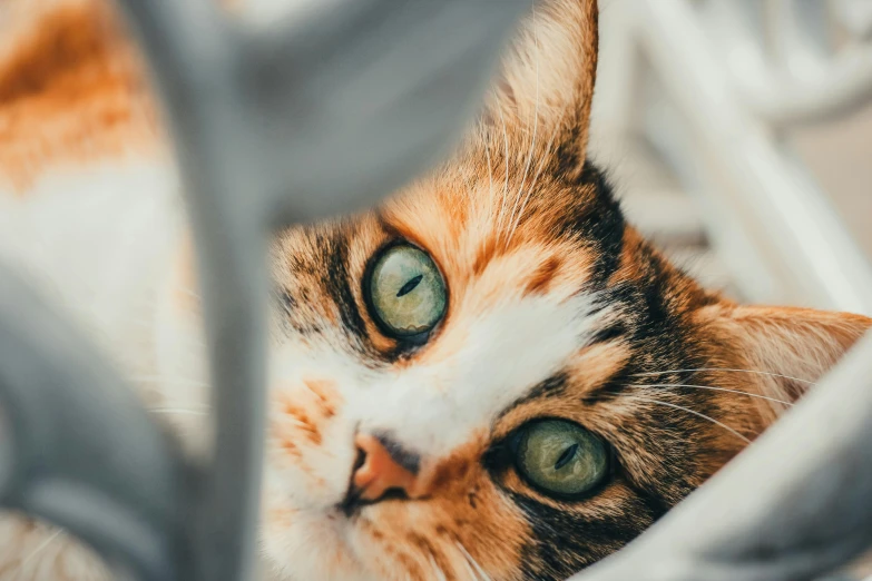 a cat with green eyes stares at the camera