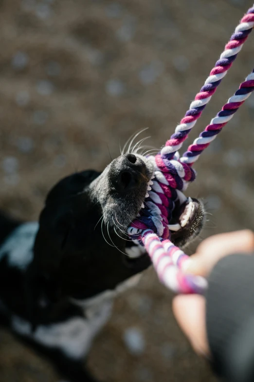 a close up view of a dog being held by its owner