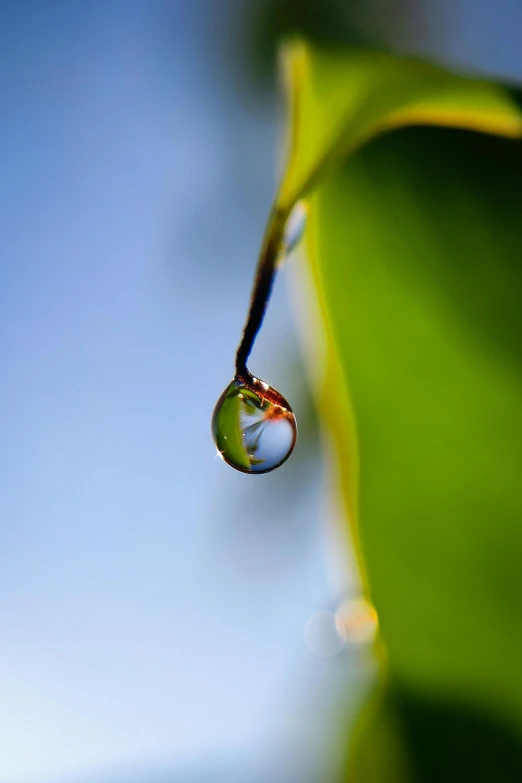 a leaf is shown with a drop of water on it
