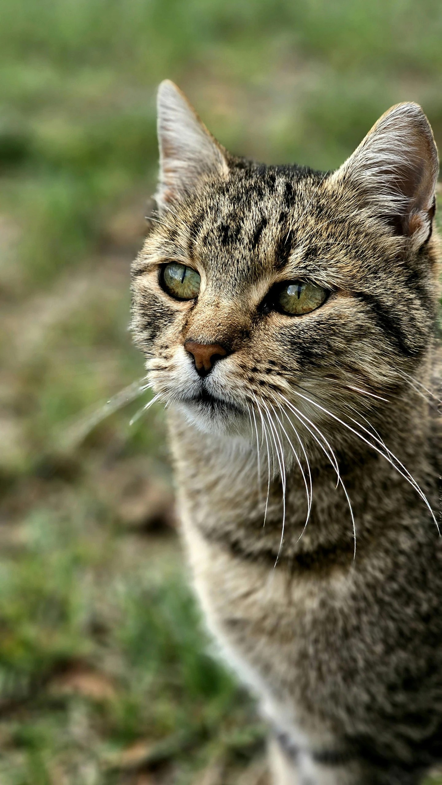 a cat is looking upward with an open mouth